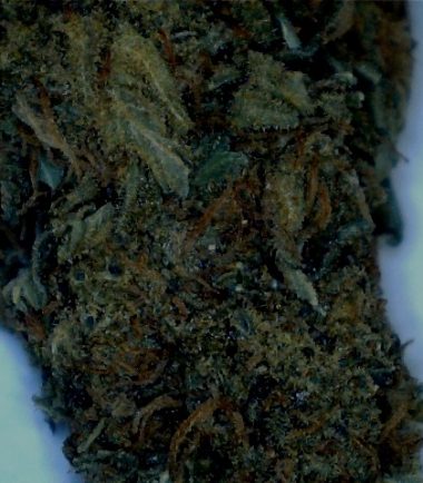 Green Crack